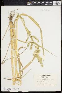 Echinochloa muricata var. muricata image