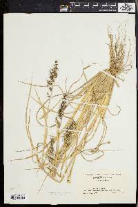 Echinochloa muricata var. muricata image