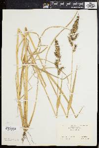 Echinochloa muricata var. muricata image