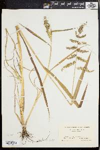 Echinochloa muricata var. muricata image