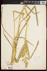 Echinochloa muricata var. muricata image