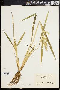 Echinochloa muricata var. muricata image