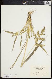 Echinochloa muricata var. muricata image