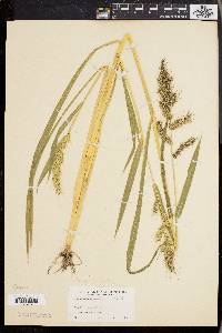 Echinochloa muricata var. muricata image