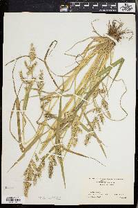 Echinochloa muricata var. muricata image