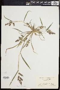 Echinochloa muricata var. muricata image