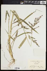 Echinochloa muricata var. muricata image