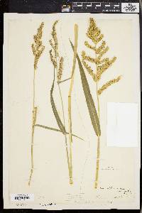 Echinochloa muricata var. muricata image