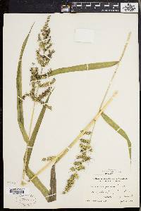 Echinochloa muricata var. muricata image