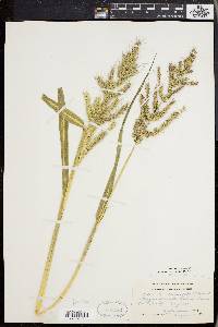 Echinochloa muricata var. muricata image