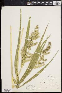 Echinochloa muricata var. muricata image