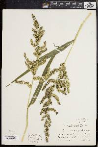 Echinochloa muricata var. muricata image