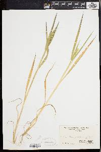 Echinochloa muricata var. muricata image