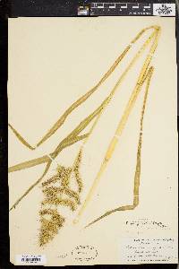 Echinochloa muricata var. muricata image