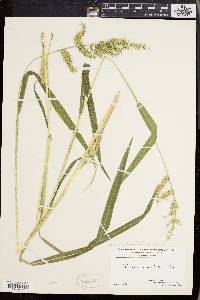 Echinochloa muricata var. muricata image