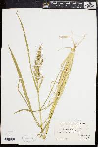 Echinochloa muricata var. muricata image