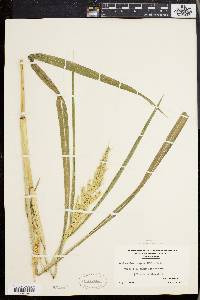 Echinochloa muricata var. muricata image