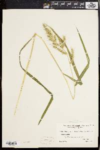 Echinochloa muricata var. muricata image