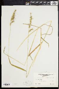 Echinochloa muricata var. muricata image