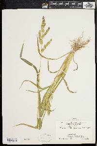 Echinochloa muricata var. muricata image