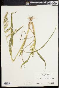 Echinochloa muricata var. muricata image