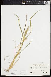 Echinochloa muricata var. muricata image