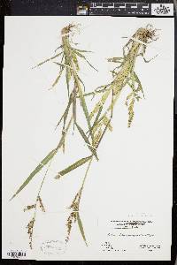 Echinochloa muricata var. muricata image