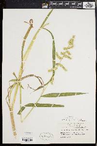 Echinochloa muricata var. muricata image