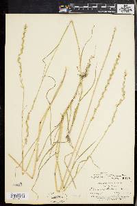 Lolium perenne subsp. multiflorum image