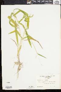 Leersia virginica image