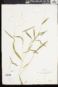 Leersia virginica image