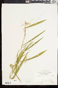 Leersia virginica image