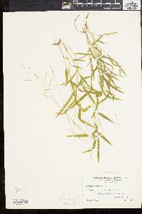 Leersia virginica image