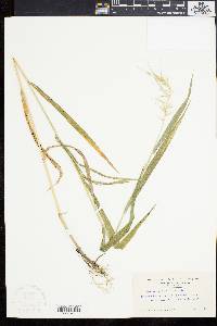 Elymus hystrix image