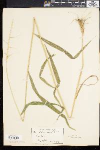 Elymus hystrix image