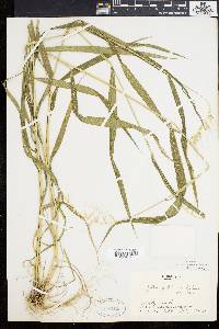 Elymus hystrix image