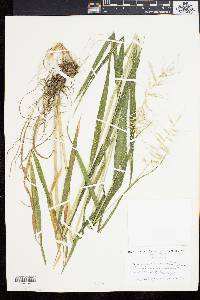 Elymus hystrix image