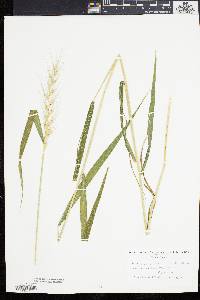 Elymus hystrix image