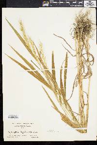 Elymus hystrix image