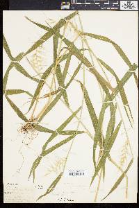 Elymus hystrix image