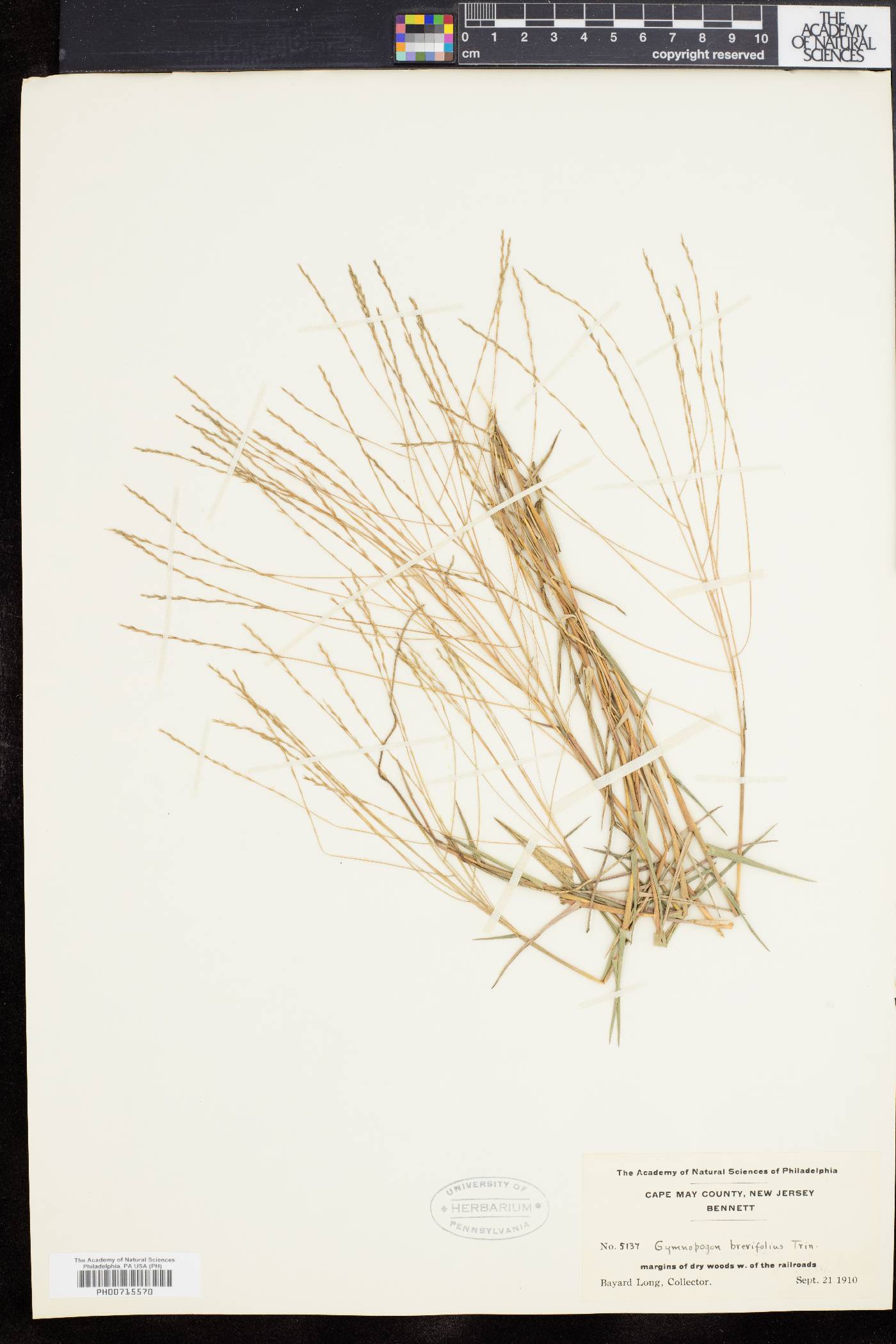 Gymnopogon brevifolius image