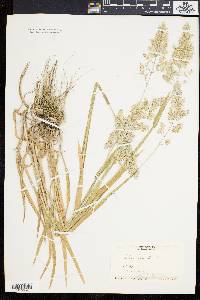 Holcus lanatus image