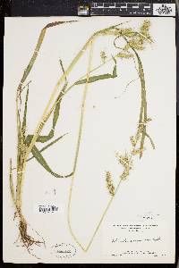 Echinochloa muricata var. muricata image