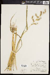 Echinochloa muricata var. muricata image