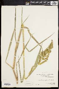 Echinochloa muricata var. muricata image