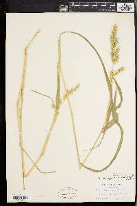 Echinochloa muricata var. muricata image