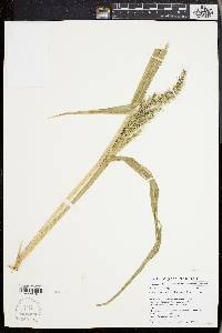 Echinochloa walteri image