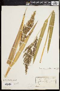 Echinochloa walteri image