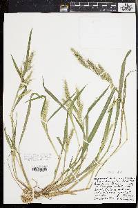 Echinochloa walteri image