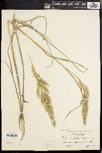 Echinochloa walteri image